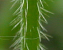 [photo of stems]
