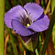 [photo of Lesser Fringed Gentian]