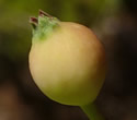 [photo of developing fruit]