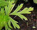 [photo of lower leaves]