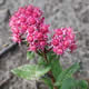 [photo of Orpine]