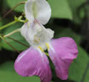 [photo of flower]