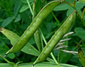 [photo of fruit]