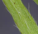 [photo of leaf and stem hairs]