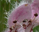 Leonurus cardiaca (Motherwort): Minnesota Wildflowers