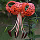 [photo of Tiger Lily]