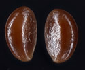 [photo of seeds]