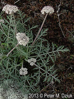 Biscuitroot Lomatium orientale (Northern Idaho Biscuitroot): Minnesota Wildflowers