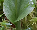 [photo of leaf]