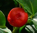 [photo of fruit]
