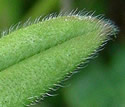 [photo of leaves and stem]