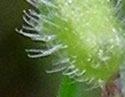 [photo of calyx with spreading hairs]