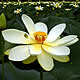 [photo of American Lotus]