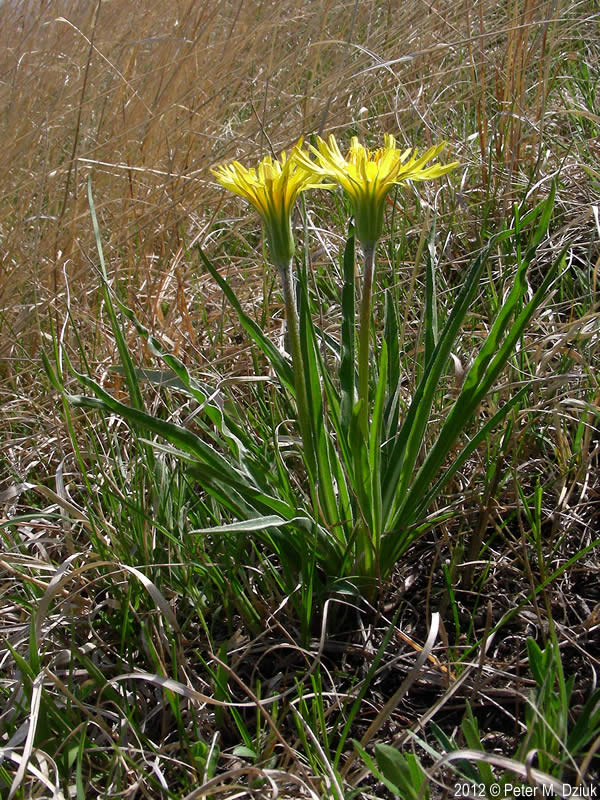 Nothocalais cuspidata (Prairie False Dandelion): Minnesota 
