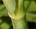 [photo of stem and leaf node]
