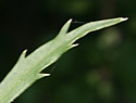 [photo of dentate leaves]