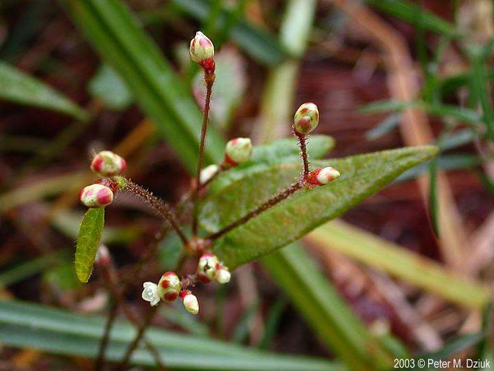 Persicaria arifolia (Halberdleaved Tearthumb) Minnesota