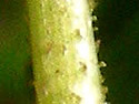 [photo of ocreae and glands on stem]