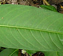 [photo of leaves]