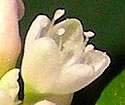 [photo of flowers]