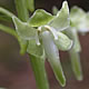 [photo of Large Round-leaved Orchid]