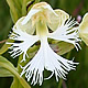 [photo of Western Prairie Fringed Orchid]