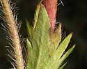 [photo of leaf stalks, stipules and stem]