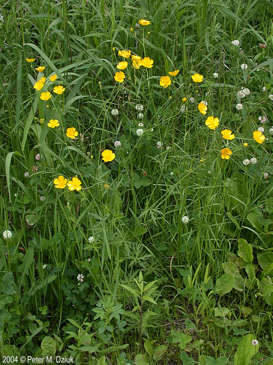 Ranunculus acris (Tall Buttercup) Minnesota Wildflowers