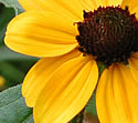 [photo of flowers]