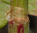 [photo of ocrea, stem, and base of upper leaf]