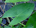 [photo of arrowhead-shaped leaves]