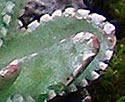 [photo of basal leaves]