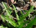 [photo of leaf clump]