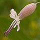 [photo of Balkan Catchfly]