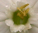 [photo of male flower]