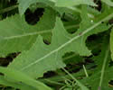 [photo of lobed lower leaves]