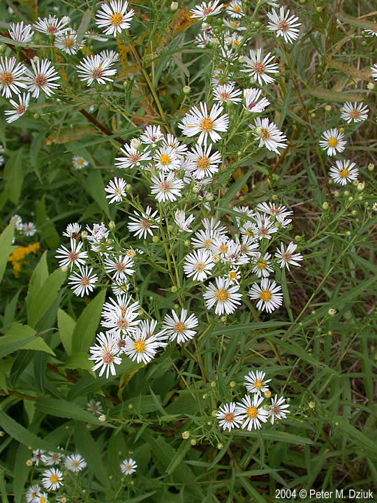 Symphyotrichum boreale (Northern Bog Aster): Minnesota Wildflowers