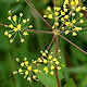 [photo of Yellow Pimpernel]