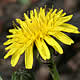 [photo of Red-seeded Dandelion]