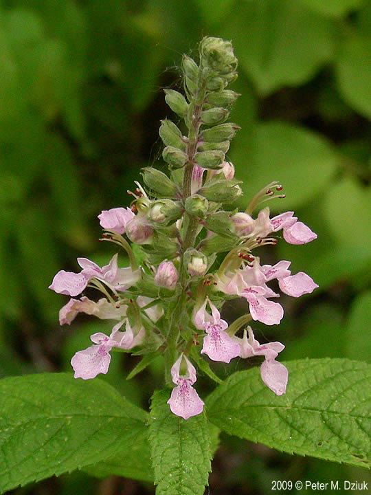 thumbnail image 2 of Canadian Germander Seeds – American Wood Sage – Teucrium Canadense – Herb Flower, 100 Seeds 2 of 5