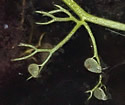 [photo of stems with bladders]