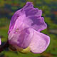 [photo of Purple-flowered Bladderwort]