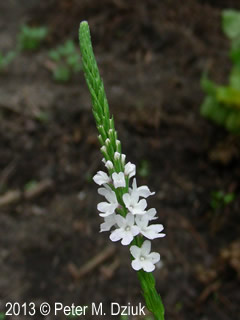 Verbena Simplex Verbena simplex (Narrow-leaved Vervain): Minnesota Wildflowers