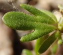 [photo of upper leaf]