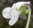 [photo of sepals, spur and hairy stalk]