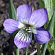 [photo of Arrow-leaved Violet]
