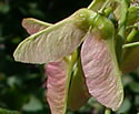 [photo of fruit]
