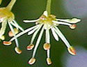 [photo of flowers]