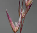 [close-up of flowering spikelets]
