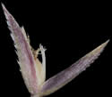 [close-up of immature spikelet]